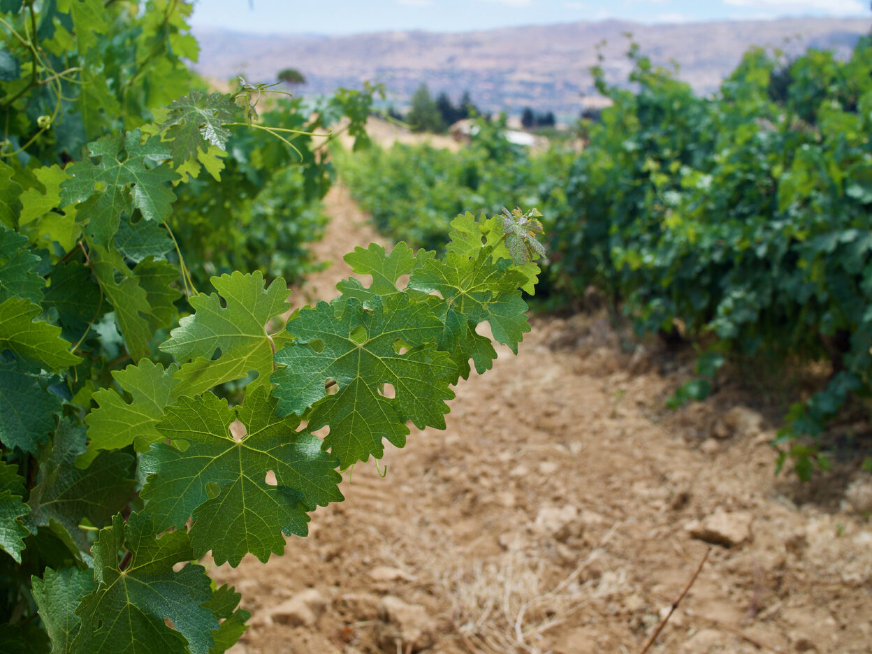 Grape leaves growing in a vineyard in the Beqaa Valley, Lebanon