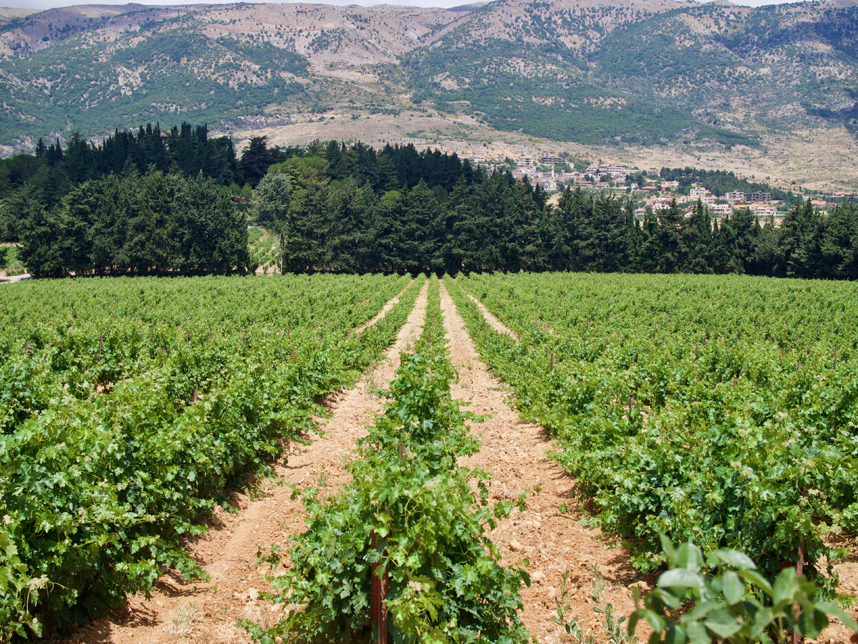 Rows of grapevienes in the Beqaa Valley, Lebanon