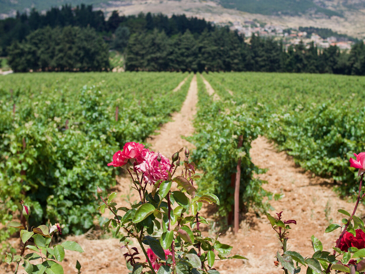 Roses growing in front of a field of grape vines in Lebanon