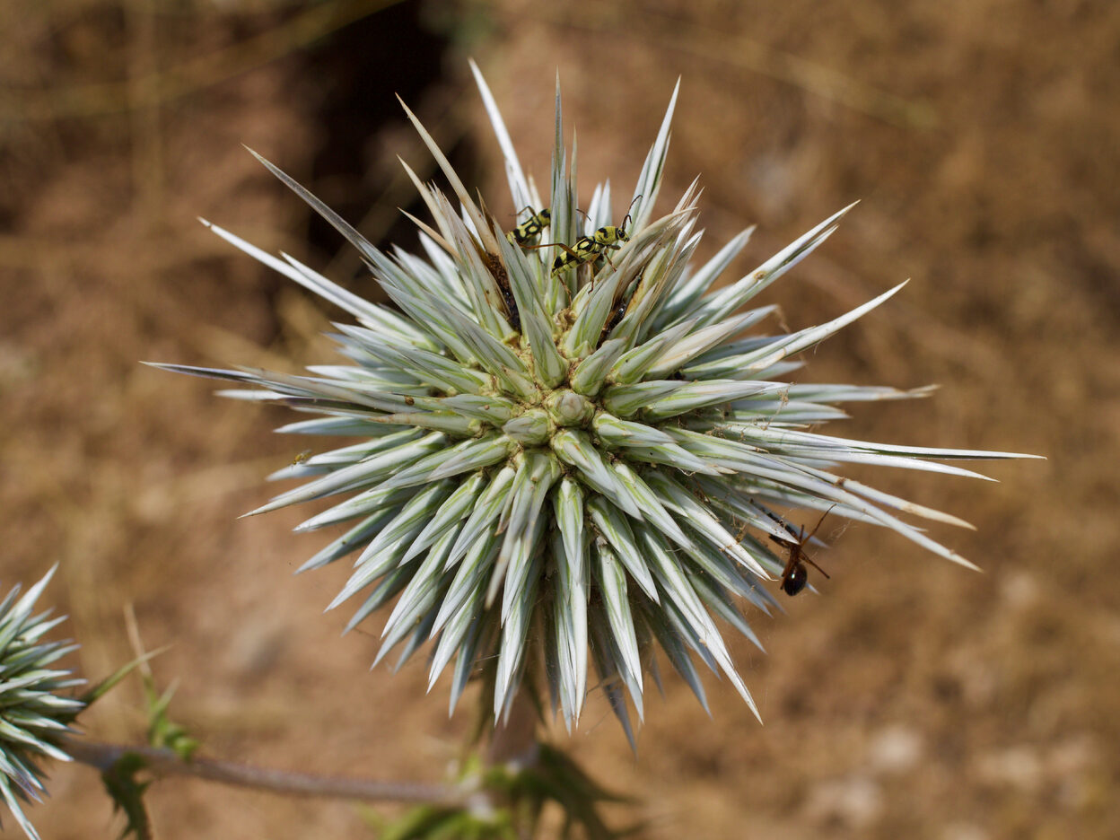 A spiky thistle or weed with wasps and a spider.